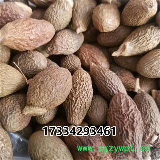 胖大海 胖大海圆粒统货 青色果 今年新货 干度好 可直接泡茶图2