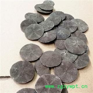 瑞森药材行新货海金钱图2