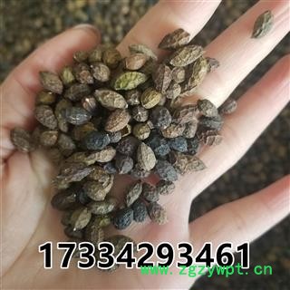 鸦胆子 大粒  老鸦胆 鸭蛋子 雅旦子图4