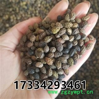 鸦胆子 大粒  老鸦胆 鸭蛋子 雅旦子图2
