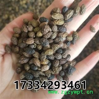 鸦胆子 大粒  老鸦胆 鸭蛋子 雅旦子图3