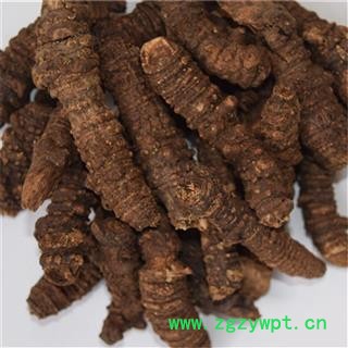 小丽百草行中药材 羌活 羌头 产地 四川阿坝选货图2