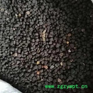 安祁名药补骨脂  黑故子 黑骨脂图2