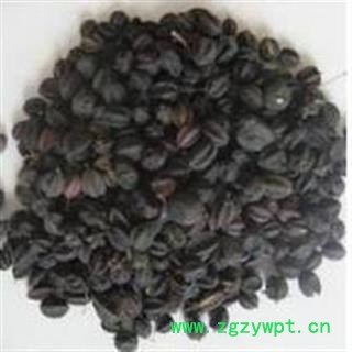 小丽百草行刺五加 刺五加子 刺五加籽 东北刺五加果图2