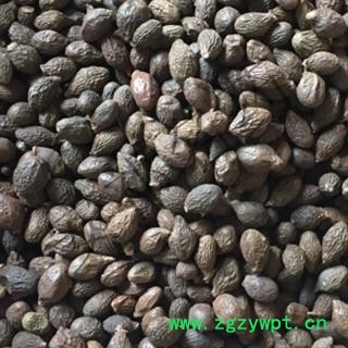 安祁名药胖大海 长粒统货 产地 广西壮族自治区图2