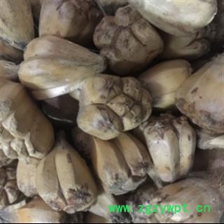 安祁名药山菠萝  野菠萝 露兜树果图3