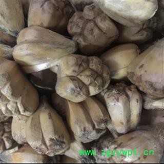 安祁名药山菠萝 野菠萝 露兜树果图2