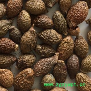 安祁名药胖大海 圆粒统货 产地 广西壮族自治区图2