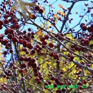 山楂圈 秦岭高山山楂 山民自摘 自切 日晒无硫500g图2