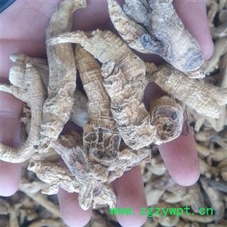 西洋参个 西洋参投料 产地 吉林省白山市图4