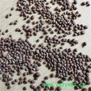 瑞森药材行无硫新货中药材 急性子 急性子粉 凤仙花种子 支持药检 常年大货图2