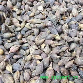 安祁名药正品连翘 青翘 优质选货图3