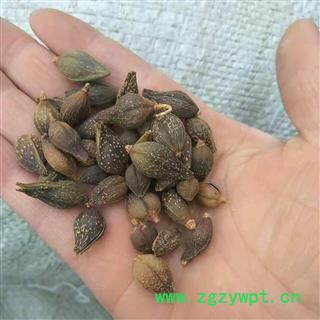 安祁名药正品连翘 青翘 优质选货图2