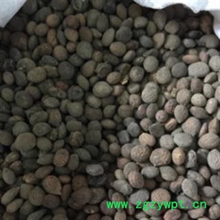 安祁名药正品蕤仁 芮仁 蕤核 蕤子棫仁图3