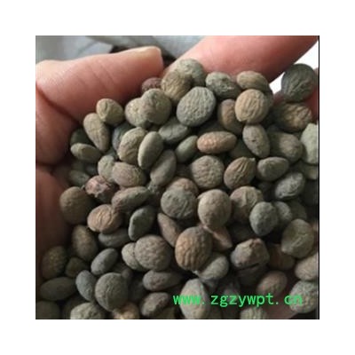 安祁名药正品蕤仁 芮仁 蕤核 蕤子棫仁