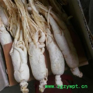 小丽百草行中药材人参白参 白糖参休闲食品  大支头图2