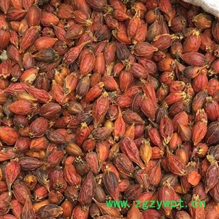 安祁名药栀子 红栀子图3