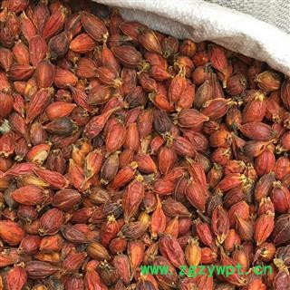 安祁名药栀子 红栀子图2