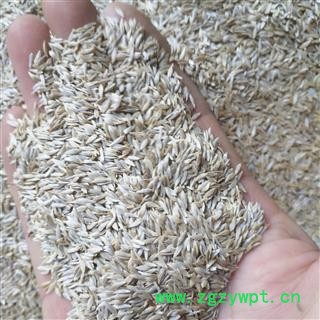 安祁名药正品生菜籽  白苣胜 莴苣籽图2