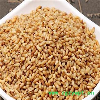 煜庭药业 柏子仁 去壳图4