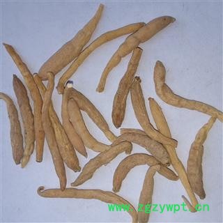 太子参个 选装太子参 产地 贵州省图2