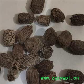 诺源药材行中药材木天蓼果 木天蓼籽 葛枣图2