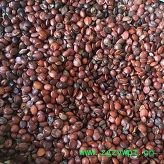 诺源药材行正品酸枣仁  枣仁  国产酸枣仁图2