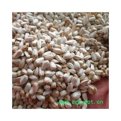 诺源药材行中药材橘核  橘子仁 橘米