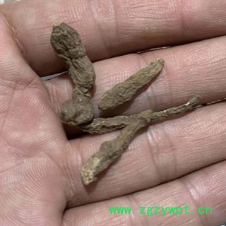 安祁名药人参果  人头七 开口箭 蕨麻图2