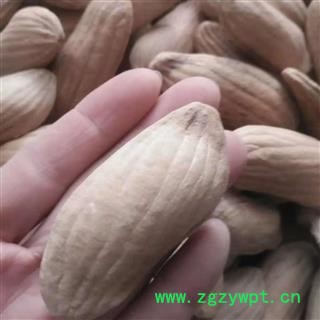 安祁名药正品芒果核 杧果核图2