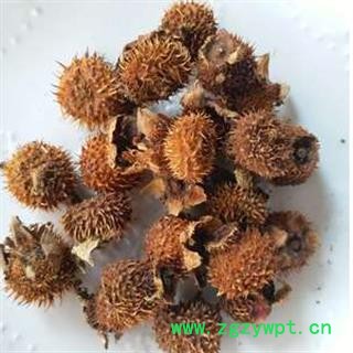 安祁名药刺梨  文仙果 送春归图2