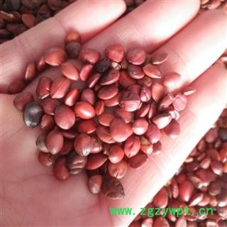 安祁名药正品国产枣仁 酸枣仁  正品实拍图2