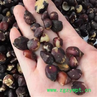 安祁名药正品大枫子 大风子 大风子仁 优质统货图2