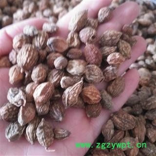 安祁名药益智仁 优质选货 货干无杂图2