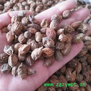 安祁名药益智仁 优质选货  货干无杂图3