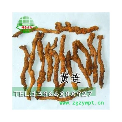 娟子中药  黄连 单支连 产地 四川省绵阳市北川羌族自治县 买好药找娟子
