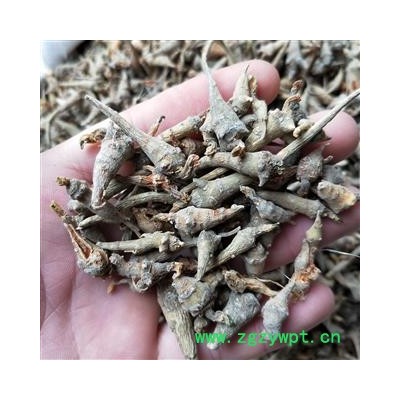 三七 三七芽头 产地 云南省文山壮族苗族自治州文山县