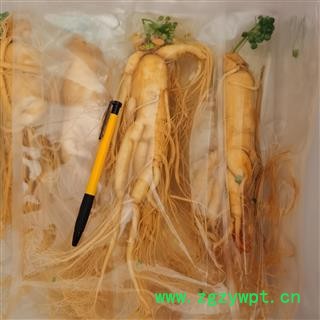 人参 鲜人参大个100克 产地 吉林省白山市长白朝鲜族自治县图3