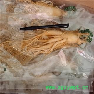 人参 鲜人参大个100克 产地 吉林省白山市长白朝鲜族自治县图2