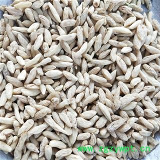 麦冬个 川麦冬精选一级 产地 四川省绵阳市图3