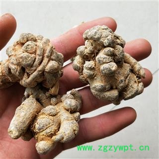 三七 三七20头 产地 云南省图2