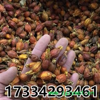 栀子 山栀子 黄栀子 中药材 红栀子图2