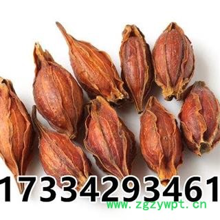 栀子 山栀子 黄栀子 中药材 红栀子图4