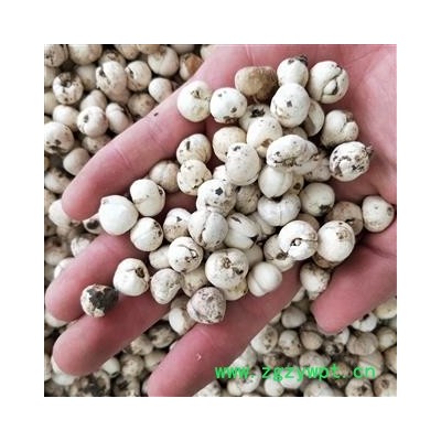 川贝 川贝中选 产地 四川省