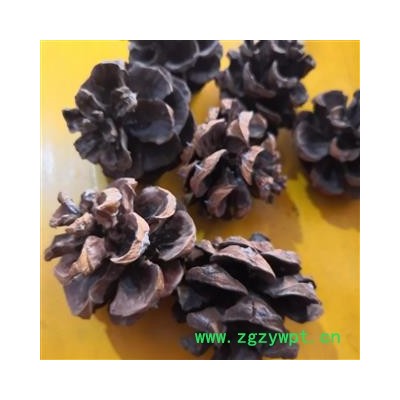 诺源药材行优质白松塔 松果 松球