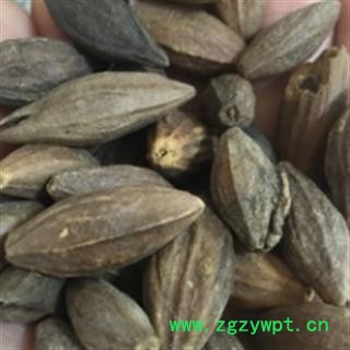 安祁名药橄榄核 青果核图2