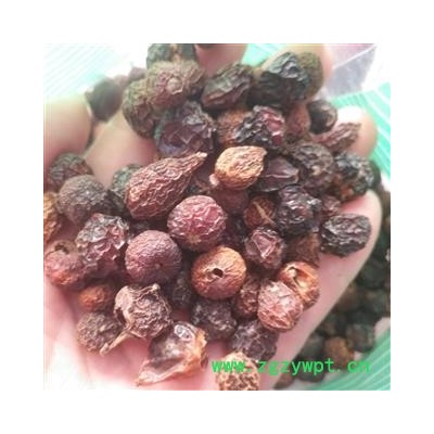 安祁名药刺玫果  野刺玫果 玫瑰果