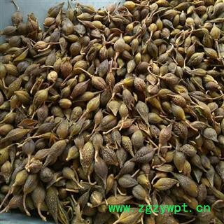 安祁名药原生态连翘  青翘  黄翘 需要打粉备注图2