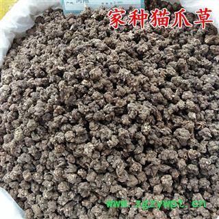 猫爪草 野生猫爪草 产地 河南省信阳市 买好药找娟子图3