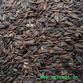 煜庭药业 黑生菜子 生菜籽 莴苣正品图2